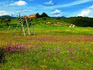 <丽江-香格里拉-草原雪山双飞五日游>邂逅彩云之南